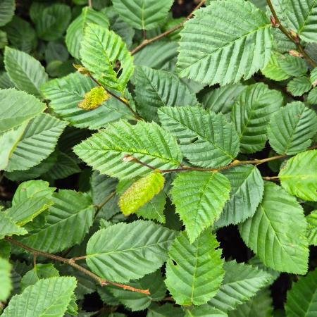 Carpinus Betulus - Gyertyn 2 liter