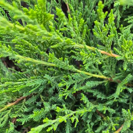 Juniperus chinensis 'Mint Julep' - Zld ksz borka 2 liter