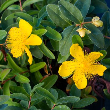 Hypericum hircinum 'Loke' - Orbncf 2 liter