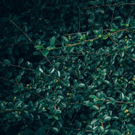 Cotoneaster dammeri 'Skogholm' - Svd madrbirs 0,5 liter