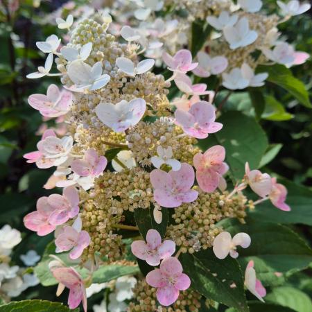 Hydrangea paniculata 'Wim's Red' - Bugs hortenzia 4 liter