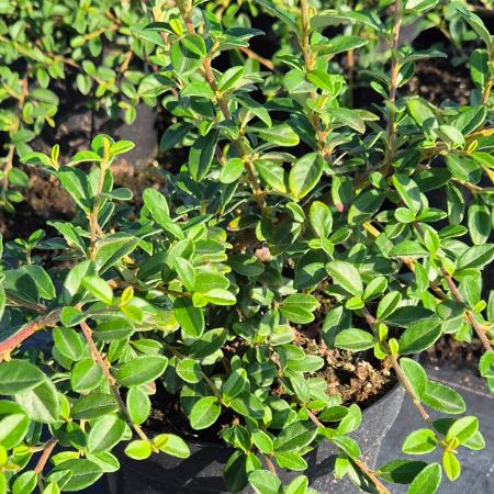 Cotoneaster dammeri 'Skogholm' - Svd madrbirs 2 liter