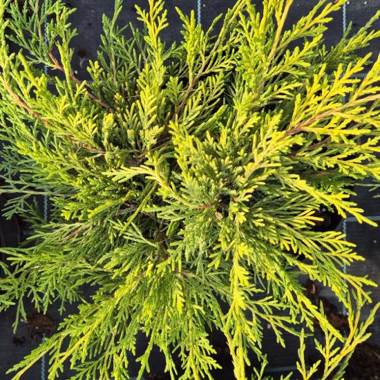 Juniperus x.media 'Old Gold' - �arany ter�l� bor�ka 0,5 liter