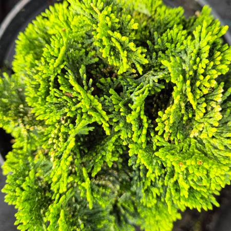 Chamaecyparis obtusa 'Nana Gracilis' - Hinoki lciprus 2 liter