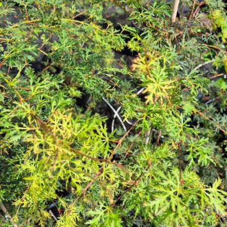 Acer palmatum 'Seiryu' – Jap�n juhar 10 liter