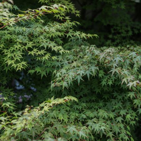 Acer palmatum - Japn juhar 5 liter
