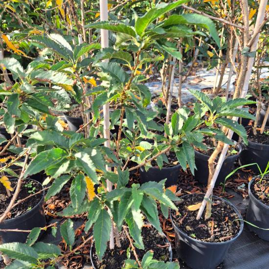 Prunus nipponica Brillant - Japán díszcseresznye 4 liter Prunus nipponica Brillant - Japán díszcseresznye 4 liter