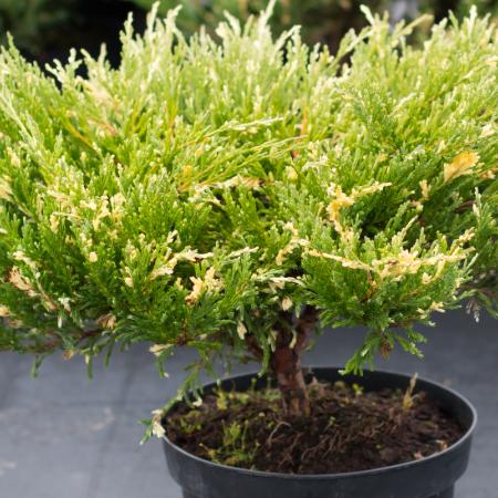 Juniperus horizontali 'Andorra Compacta Variegata' - Tarka henye borka 2 liter