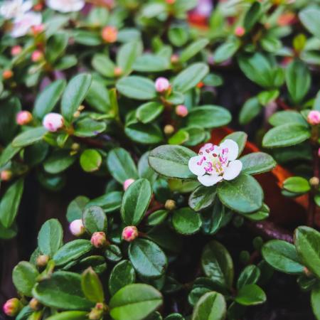 Cotoneaster procumbens 'Queen of Carpet' - Madrbirs 2 liter