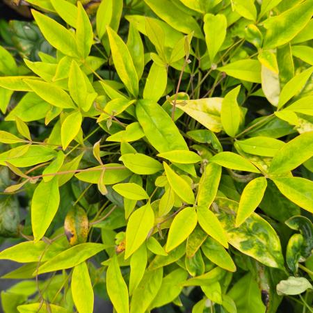 Nandina domestica 'Fire Power' - Japn szentfa 5 liter