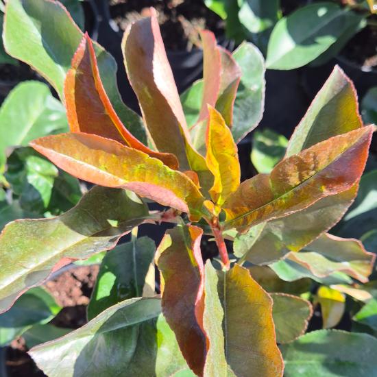 Photinia x fraseri 'Red Select' - Korallberkenye 2 liter Photinia x fraseri 'Red Select' - Korallberkenye 2 liter