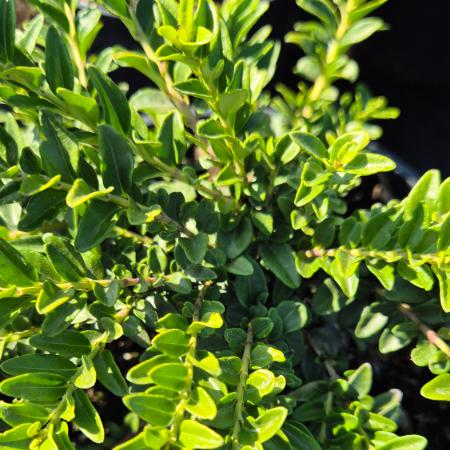 Lonicera nitida 'Maigrn' - Mirtuszlonc 2 liter
