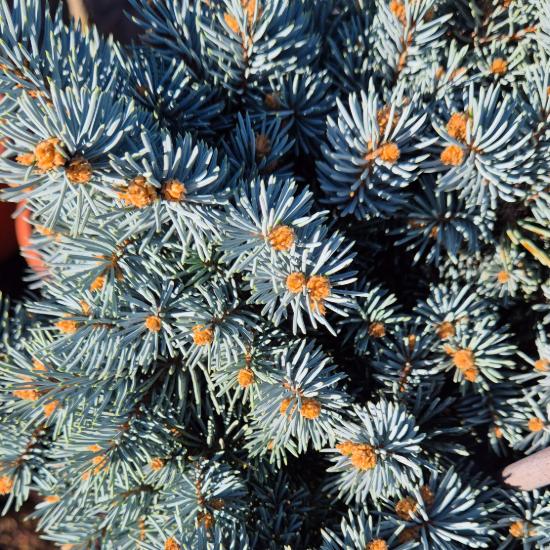 Picea pungens 'Glauca Globosa' – T�rpe, g�mb ez�stfeny� (magast�rzs�n 15/20 cm �tm�r�)