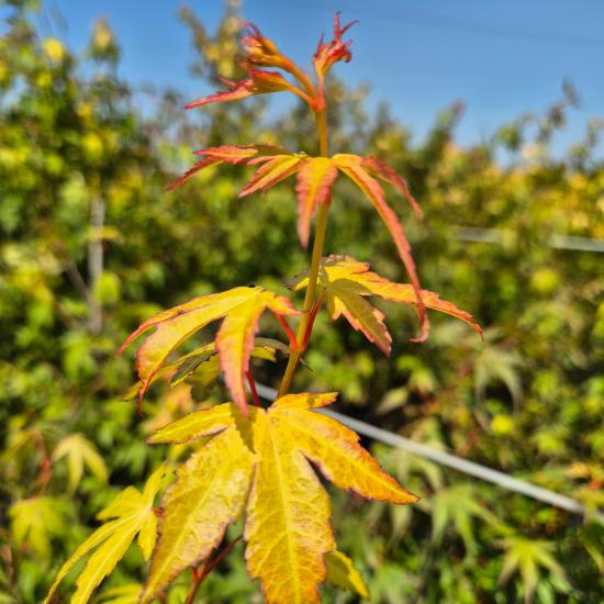 Acer palmatum 'Katsura' - S�rga jap�n juhar 10 liter