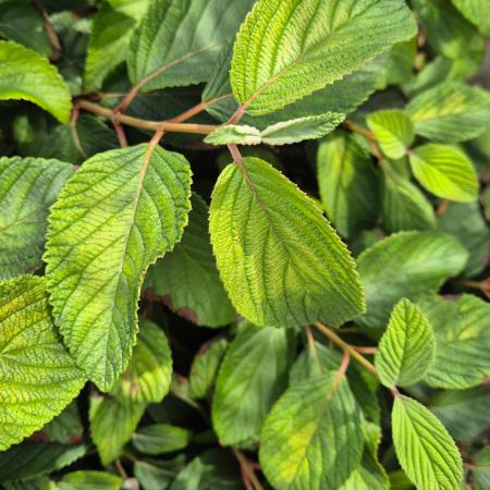 Viburnum plicatum 'Mariesii' - rkzld bangita 4 liter
