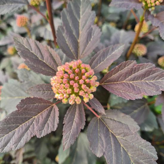Physocarpus opulifolius Lady in Red® - Bangitalevel� h�lyagvessz� 5 liter