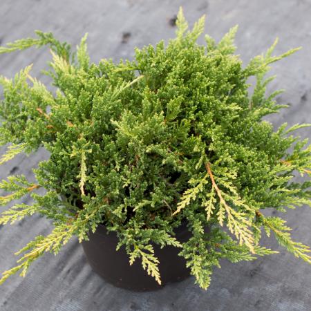 Juniperus horizontalis 'Prinz of Wels' - Zld terl henye borka	2 liter