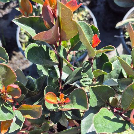 Photinia fraseri 'Little Red Robin' - Trpe vrs korallberkenye 2 liter