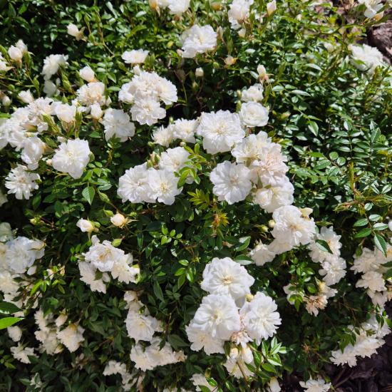 Rosa 'Snow Carpet' - Feh�r talajtakar� r�zsa 2 liter