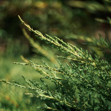 Chamaecyparis law. 'Stardust'- Arany oregoni hamisciprus 0,5 liter