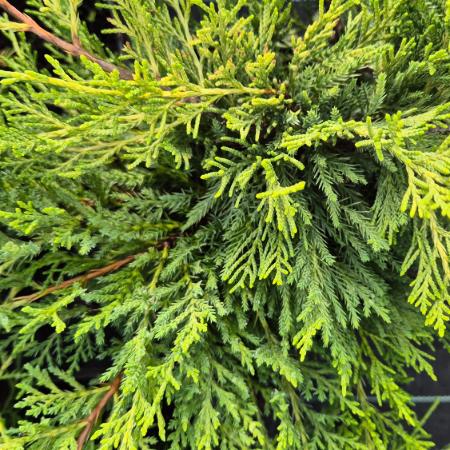 Juniperus chinensis 'Gold Star' - Aranysrga terl borka 2 liter