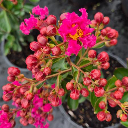 Lagerstroemia indica Rubra - K�nai selyemmirtusz 4 liter