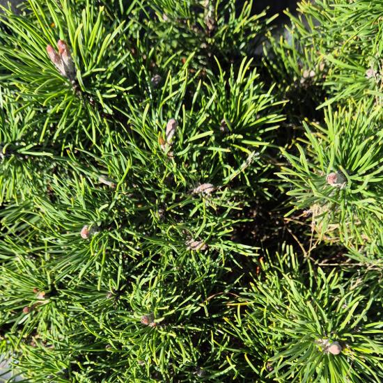 Pinus mugo var. Pumilio - Havasi t�rpefenyõ 0,5 liter