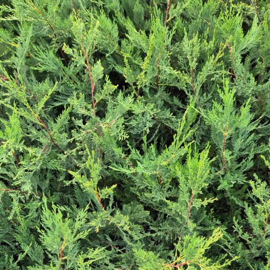 Cupressocyparis leylandii - Leylandi ciprus 0,5 liter