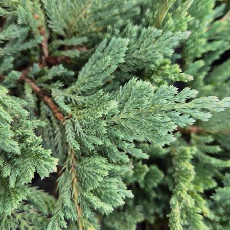 Juniperus horizontalis 'Blue Chip' - Kk terl henye borka 2 liter