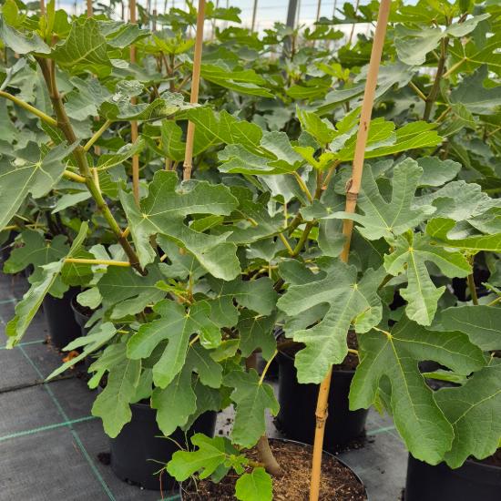 Ficus carica Brown Turkey - F�ge 4 liter