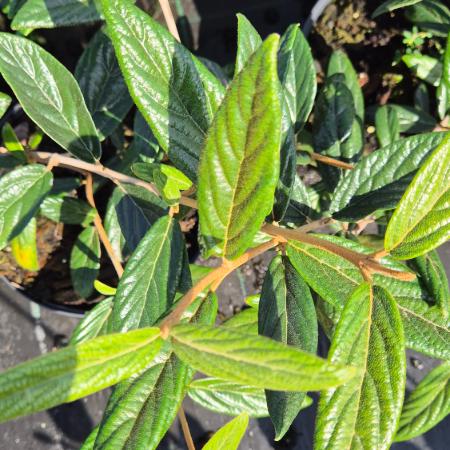 Viburnum pragense - Prgai bangita 5 liter