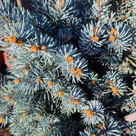 Picea pungens 'Glauca Globosa' – Trpe, gmb ezstfeny (magastrzsn 15/20 cm tmr)