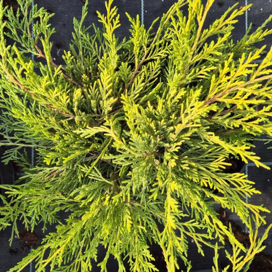 Juniperus x.media 'Old Gold' - �arany ter�l� bor�ka 2 liter