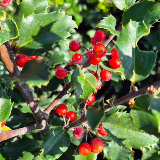 Ilex x meserveae 'Blue Princess' - K�k magyal termõs 4 liter