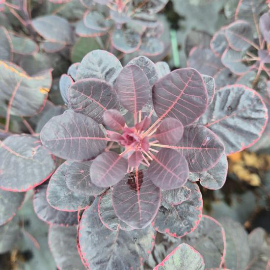 Cotinus coggygria 'Royal Purple' - V�r�s csersz�m�rce 10 liter