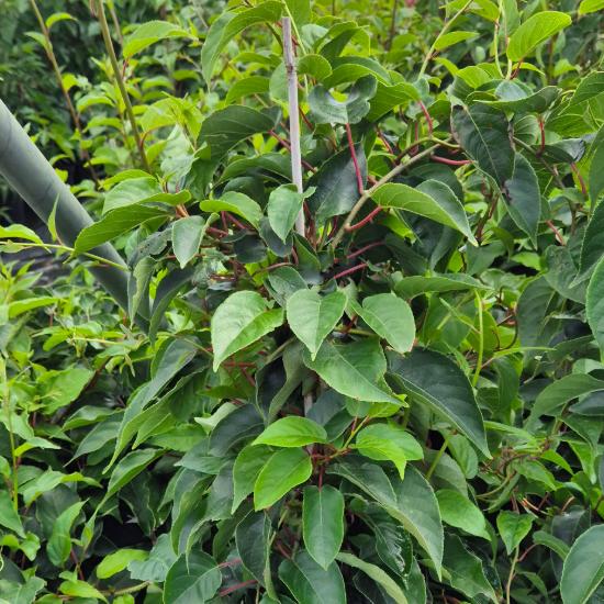 Actinidia arguta Red Jumbo - Kopasz kivi (piros)