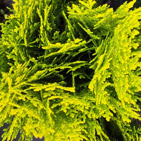 Thuja occidentalis Berkmannii - Trpe arany tuja 2 liter