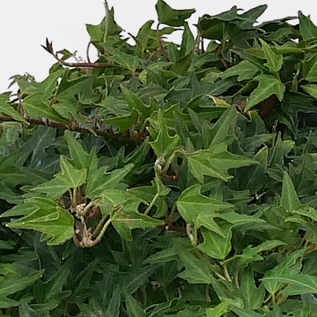 Hedera helix 'Miniature Needlepoint' - Zld, lassan nv borostyn 2 liter