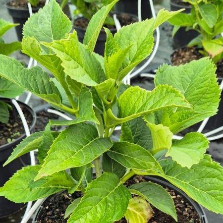 Hydrangea macrophylla 'Kardinal' - Kerti hortenzia 4 liter