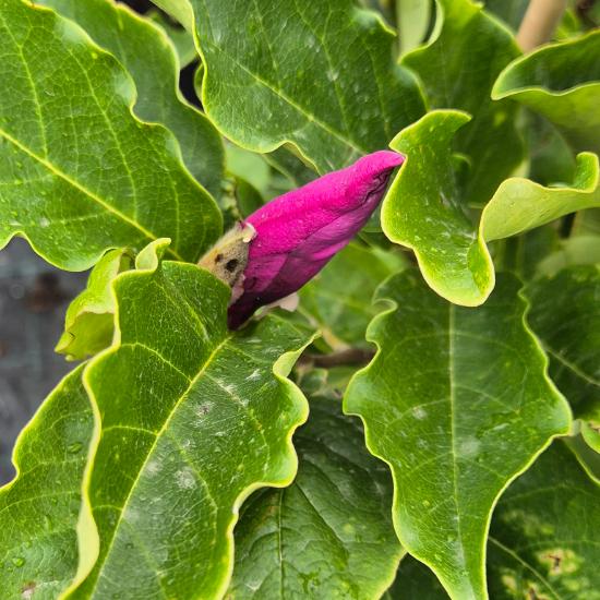 Magnolia 'Rickii' - Nagyvir�g� liliomfa 10 liter