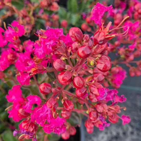 Lagerstroemia indica Rubra - K�nai selyemmirtusz 4 liter