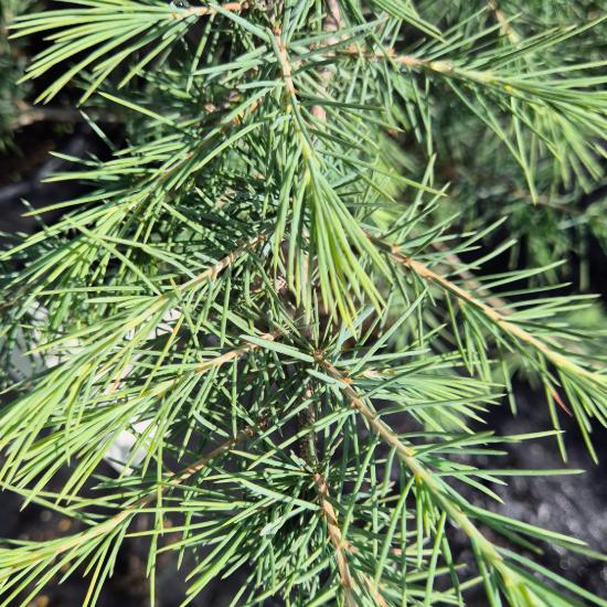 Cedrus deodara - Himal�jai c�drus 5 liter