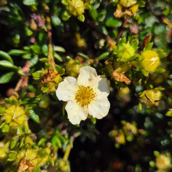 Potentilla fruticosa 'Primrose Beauty' – Vil�goss�rga vir�g� cserj�s pimp� 2 liter